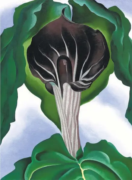  ?? SAN DIEGO MUSEUM OF ART ?? “Jack-in-the-pulpit No. 3” by Georgia O’keeffe will be featured in the San Diego Museum of Art’s “O’keeffe and More” exhibit.