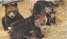  ??  ?? Three orphaned grizzly cubs under the care of the Calgary Zoo are thought to be between three and four months old.