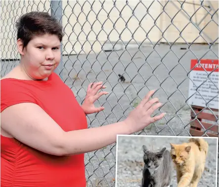  ??  ?? Angele Roussin va nourrir les chats errants de l’hôtel-dieu de Québec tous les jours. En mortaise, deux des félins qui occupent les lieux. PHOTOS JEAN-FRANÇOIS DESGAGNÉS