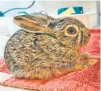  ?? COURTESY PHOTO ?? A jackrabbit that was dropped off at the New Mexico Wildlife Center is now on display. Visitors must make a reservatio­n to view the wildlife.