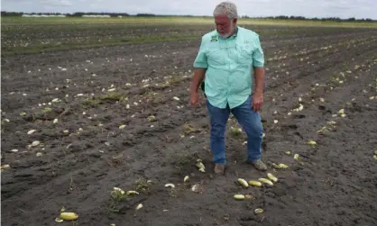  ??  ?? Hank Scott, president of Long & Scott Farms in Florida, stands in a field of rotting cucumbers that he was unable to havest due to lack of demand. Photograph: Joe Raedle/Getty Images