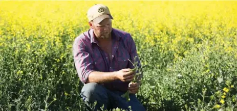  ?? TODD KOROL PHOTOS/TORONTO STAR ?? Whole sections of farmer Stuart Somerville’s crops, which include canola, were chewed by gophers and are just starting to recover.