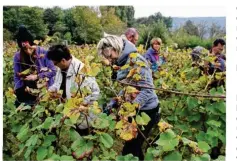  ??  ?? La fête des vendanges est un moment de fête : après la coupe du raisin, dégustatio­n et barbecue au programme à Saint-Prix.