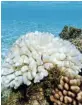  ?? Picture: 123RF ?? WARMING WATERS: Bleached coral in the Pacific Ocean.