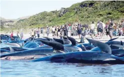  ??  ?? FAREWELL SPIT, New Zealand: Dead pilot whales sit on the high tide line during a mass stranding yesterday.