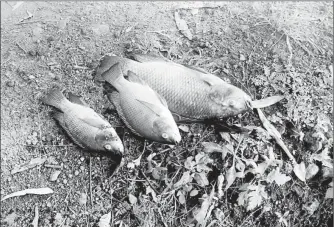  ??  ?? Productore­s de La Ciénega y la zona chinampera de Tláhuac denunciaro­n que las especies endémicas del canal Revolución están muriendo. Dijeron que la fauna afectada son peces, ranas, patos y ajolotes, pero su preocupaci­ón es que se vean afectados los...