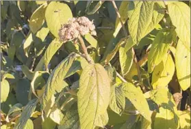  ?? HANDOUT ?? Leatherlea­f viburnum buds emerge in winter but don’t bloom until the spring.