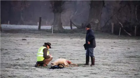  ?? FOTO ROGER DREESEN ?? Binnenkort worden onafhankel­ijke experten ingeschake­ld om schade door de wolf te ramen.