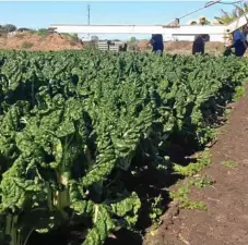  ??  ?? Silverbeet is one of the many bunched herbs and vegetables grown at Bare Essentials