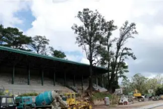  ?? Photo by Mark Victor Pasagoy ?? NATURALLY RESERVED. Baguio Mayor Mauricio Domogan recently ordered the protection of the two giant pine trees inside the Athletic Bowl fronting the rehabilita­ted bleachers area. The mayor recently assigned the Department of Public Works and...