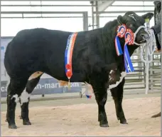  ?? ?? Overall champion was this bullock from Jamie Pirie of Blarnavaid, Drymen which made £4300