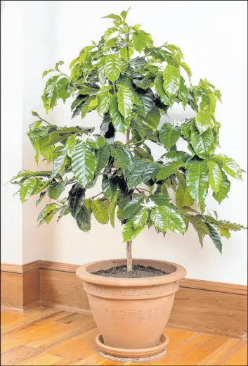  ?? Logee’s Plants for Home Garden The Associated Press ?? A Coffea arabica houseplant in a container. They grow to roughly 25 feet tall in the wild on their home turf near the equator. As potted houseplant­s, they top out at about 6 feet.