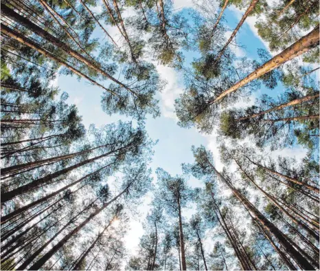  ?? FOTO: PATRICK PLEUL ?? Dem Himmel so nah: Die Deutschen lieben ihren Wald – und streiten über den korrekten Umgang mit ihm.