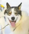  ??  ?? A happy sled dog we met in the Yukon.