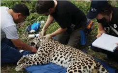  ?? Foto: Credit line ?? Die Tiere bekommen Halsbänder mit Sendern.