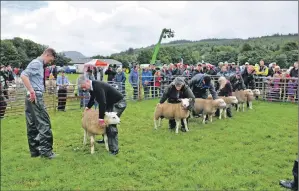  ?? 01_B33show01 ?? Lining up for a sheep class judging.