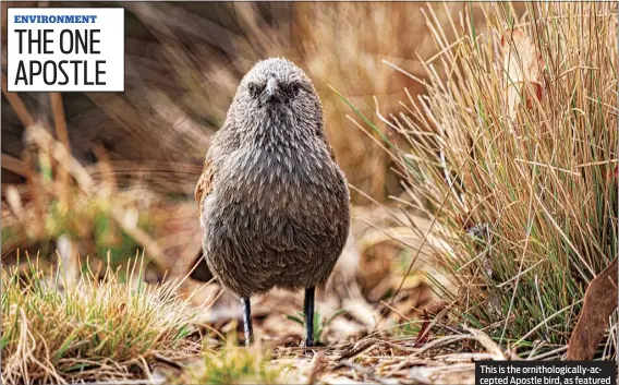  ?? NEWS/EMY LOU ?? This is the ornitholog­ically-accepted Apostle bird, as featured in Dubbo Photo News’ Paparazzi last week. PHOTO: DUBBO PHOTO