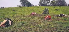  ??  ?? LIGHTNING: Dairy cattle killed at Malanda. Picture: MICHAEL BROWN