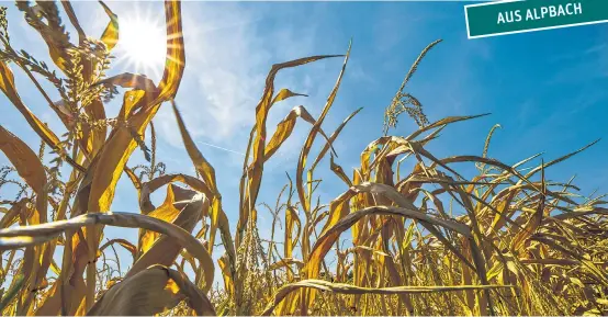  ??  ?? Die Hitzeperio­de in den vergangene­n Wochen hat den Klimawande­l in den medialen Fokus gerückt.