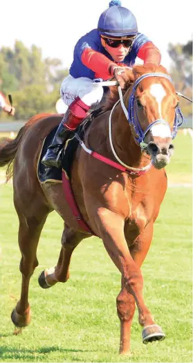  ?? Picture: JC Photograph­ics ?? HUGE POTENTIAL. Chimichuri Run looks to have a bright future and will be hard to oppose in the Grade 3 Spring Spree Stakes over 1200m on the Turffontei­n Inside track tomorrow.