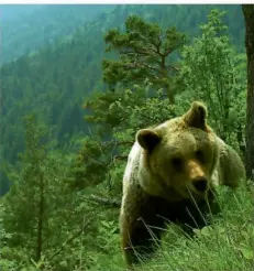  ?? FOTO: MATTEO ZENI/SERVIZIO FAUNISTICO/DPA ?? Konflikte zwischen Menschen und Wildtieren sorgen für Debatten. Hier trifft der Fotograf auf einen Bären im Trentino.