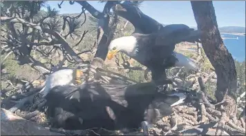  ?? SCREENSHOT COURTESY OF FRIENDS OF BIG BEAR VALLEY ?? Two bald eagles care for eggs above Big Bear Lake on Friday. A condominiu­m and marina project slated for land that is visible from the nest’s webcam was stopped by a Superior Court judge on Feb. 25 for relying on expired permits. The judge made the move after environmen­tal groups said the developmen­t would be harmful to the bald eagle habitat.