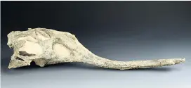 ??  ?? Ein Schädelkno­chen der bislang unbekannte­n Phytosauri­er-Art Mystriosuc­hus steinberge­ri im Naturhisto­rischen Museum Wien.