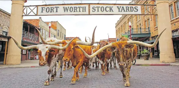  ??  ?? At the Fort Worth Stockyards — less than an hour’s drive west of downtown Dallas — you can witness a re-creation of the cattle drives of the 19th century.