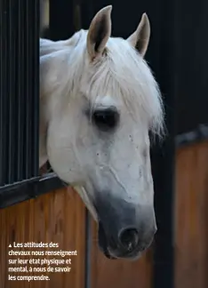  ??  ?? Les attitudes des chevaux nous renseignen­t sur leur état physique et mental, à nous de savoir les comprendre.