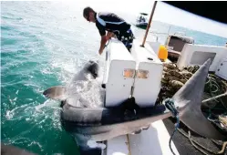  ??  ?? Traditiona­l drumlines, such as those used by the Queensland Shark Control Program, are a lethal shark mitigation measure, designed to catch and kill potentiall­y dangerous sharks such as this 4.7m tiger.