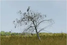  ?? MIKE STOCKER/SOUTH FLORIDA SUN SENTINEL ?? Birds are seen during an airboat tour with Everglades Foundation on Feb. 24. Florida’s seagrass was once some of the largest meadows on the planet. Part of today’s problem is lack of freshwater flowing through the Everglades.