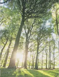  ?? ?? Woodland in sunlight in the South Downs National Park by Sam Moore