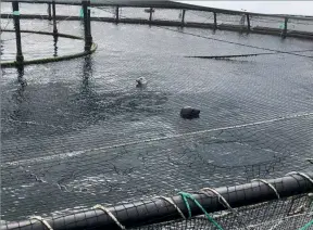  ?? ?? Above: Seals in salmon pen after biting through top bird protection netting