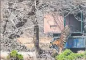  ?? HT PHOTO ?? This India’s first relocation of a big cat to decongest a wildlife habitat.