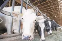  ?? /DARRYL DICK/AP ?? Dairy farmers cash in on $50 million lawsuit settlement.