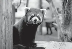  ?? [COLUMBUS ZOO AND AQUARIUM PHOTO] ?? This is a picture Kora, the 2-year-old red panda missing from the Columbus Zoo and Aquarium.