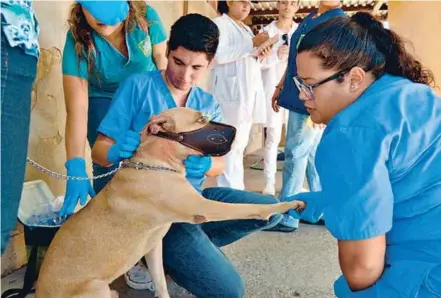  ??  ?? Alumnos y académicos de la Facultad de Medicina tomaron muestras de garrapatas y sangre de perros.