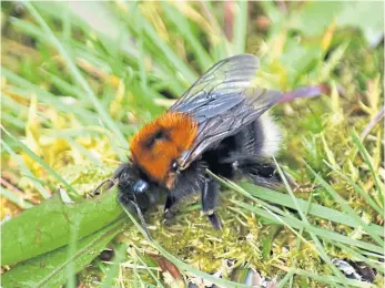  ?? ?? WELCOME: A tree bumblebee on the lawn; a nuthatch settles on a branch; and a comma blends in with the background.