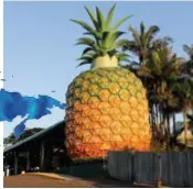  ?? FOTO RR ?? Giant Pineapple in Woombye.