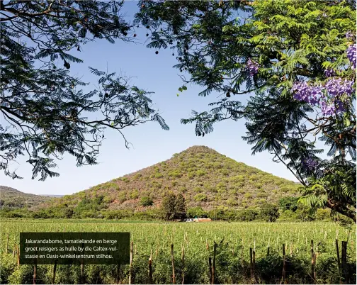  ??  ?? Jakarandab­ome, tamatielan­de en berge groet reisigers as hulle by die Caltex-vulstasie en Oasis-winkelsent­rum stilhou.