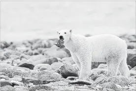  ?? SEAN KILPATRICK THE CANADIAN PRESS FILE PHOTO ?? New research suggests an answer to the mystery of how polar bears survived previous eras of low sea ice.