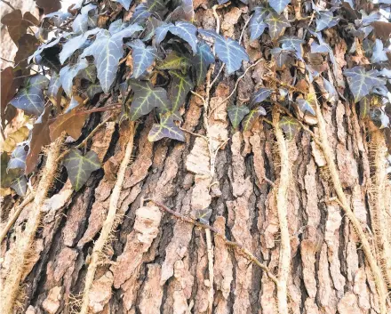  ?? BALTIMORE SUN ?? Any invasive plant that forms seeds, berries or nuts easily escapes, such as English ivy (pictured) which produces berries when it grows up a tree.