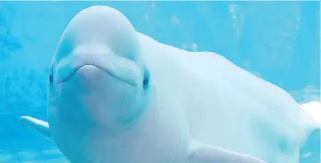  ?? VANCOUVER AQUARIUM ?? A ban on captive cetaceans at the Vancouver Aquarium “is going to happen as soon as possible,” says Michael Wiebe, chairman of the Vancouver park board. While five belugas on loan to U.S. facilities won’t be allowed back, three smaller cetaceans at the...