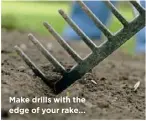  ??  ?? Make drills with the edge of your rake...