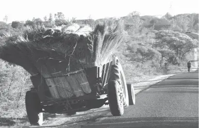  ??  ?? People are generally caught in between the price madness of roofing sheets and going back to basics of using grass for thatching, which is now hard to get after veld fires destroyed the precious grass. The picture taken recently in Esigodini shows a tractor pulling a trailer laden with thatching grass