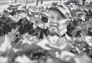  ?? Herald file photo by David Rossiter ?? Dan Ng picks up a pot among a display of poinsettia­s at Dan’s Greenhouse during a previous Christmas season. The greenhouse owner passed away earlier this week.