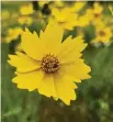  ?? Brandi Keller/Contributo­r ?? Lanceleaf coreopsis