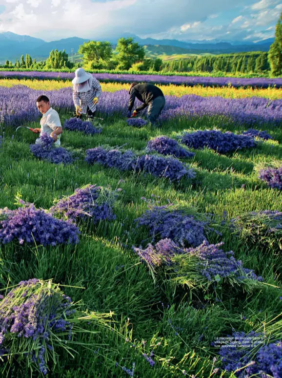  ??  ?? La plantation de lavande dans le village de Sigong, dans la préfecture autonome kazakhe d’Ili