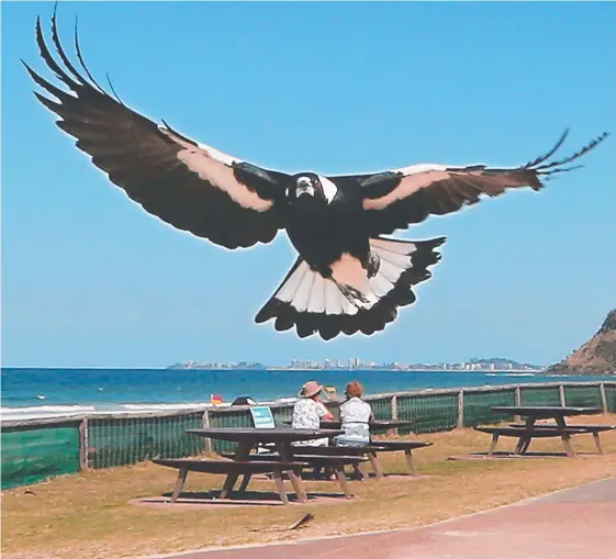  ??  ?? The North Burleigh magpie known as Hitbird swoops our fearless photograph­er Glenn Hampson. Pictures: GLENN HAMPSON