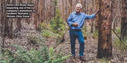  ?? ?? Forico CEO Bryan Hayes inspecting one of his company's plantation­s in northern Tasmania. Picture: Chris Crerar